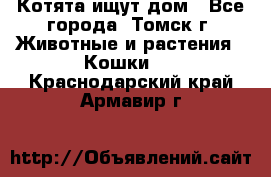 Котята ищут дом - Все города, Томск г. Животные и растения » Кошки   . Краснодарский край,Армавир г.